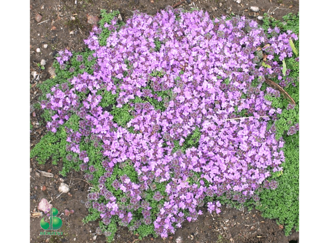 Thymus praecox